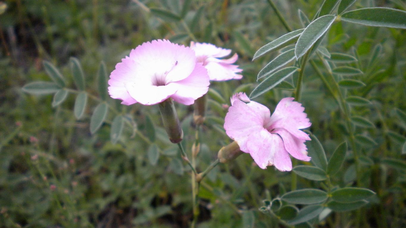 Valnontey 01 - Dianthus cfr.sylvestris